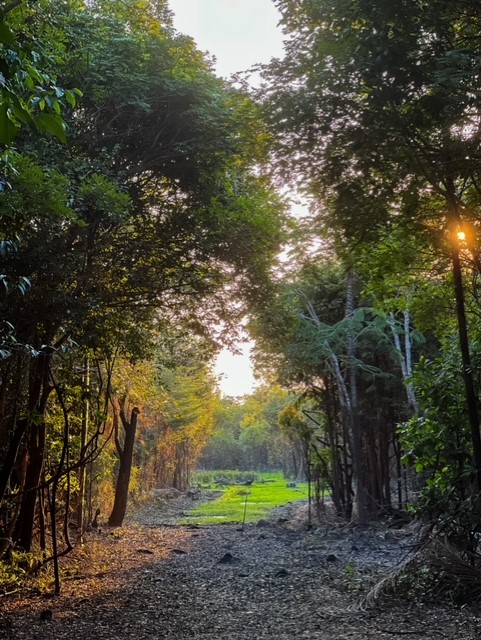 Trilha até o Igarapé Terra Preta no pará