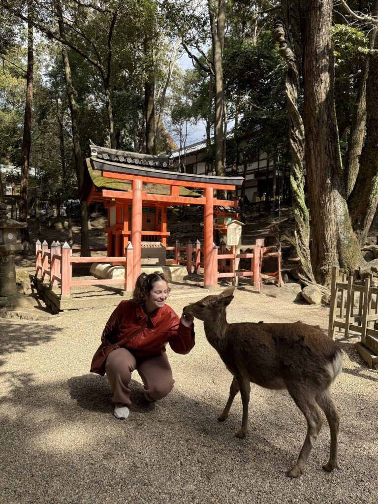 Mulher agachada fazendo carinho em um cervo no Parque de Nara, com um torii vermelho ao fundo