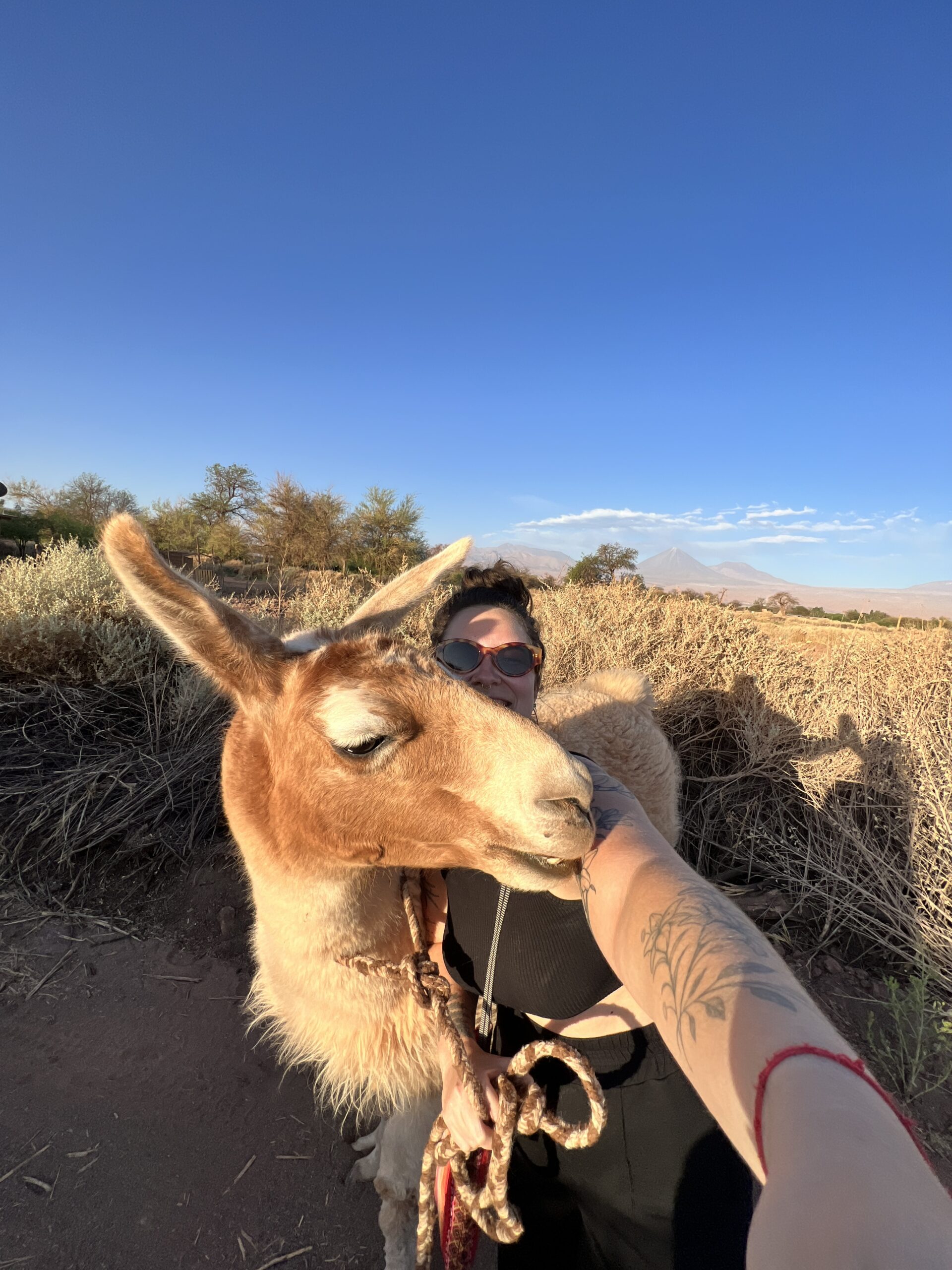 Selfie com uma lhama no altiplano do deserto do Atacama, no norte do Chile