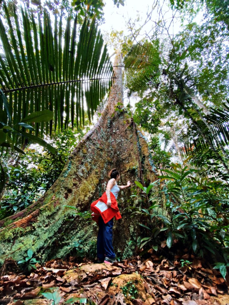 Raiz de sapopema gigante durante a trilha na selva amazônica