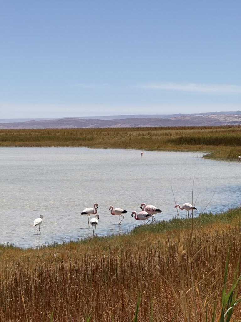 Flamingos na laguna da Reserva Nacional Los Flamencos, no Salar do Atacama