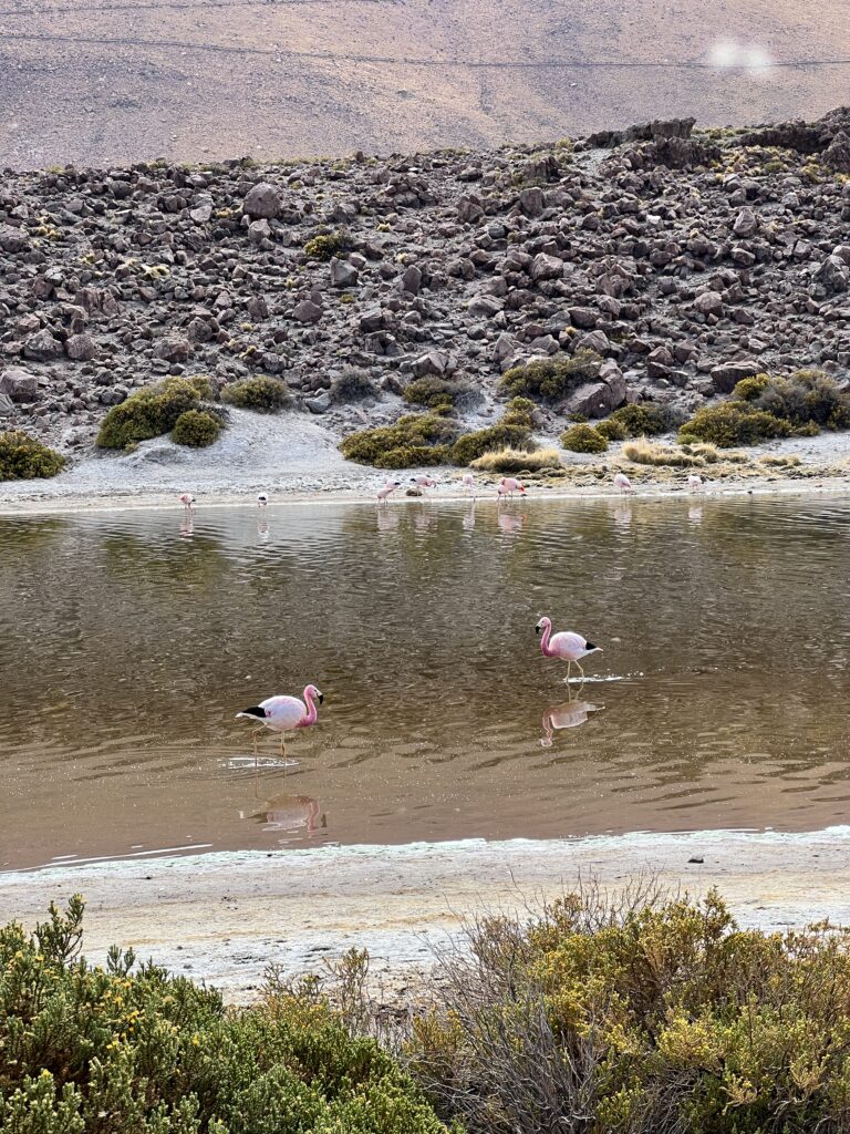 Flamingos em laguna rasa do altiplano do deserto do Atacama