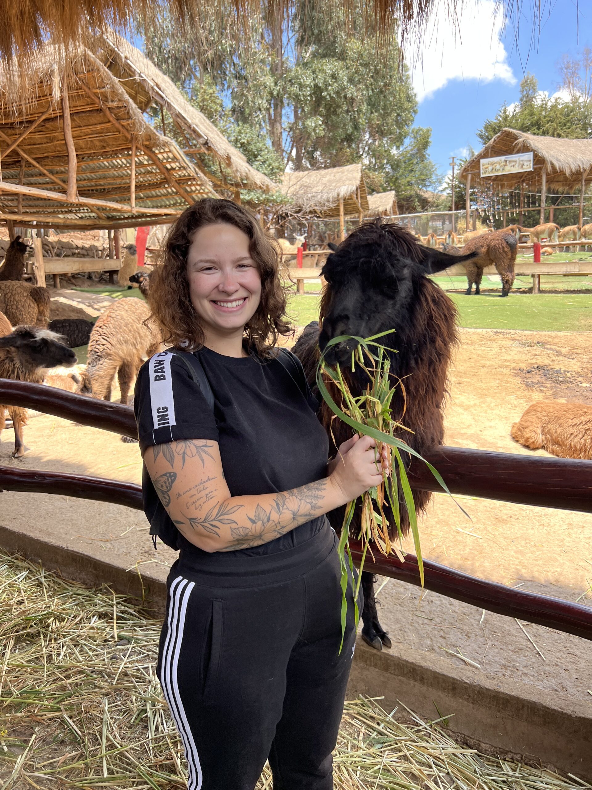 Alimentando uma alpaca em Cusco, Peru